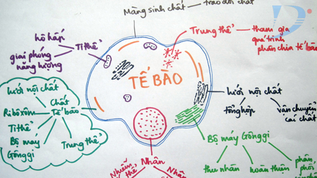 tìm gia sư giỏi dạy kèm môn sinh học tại nhà